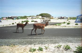 assateag06