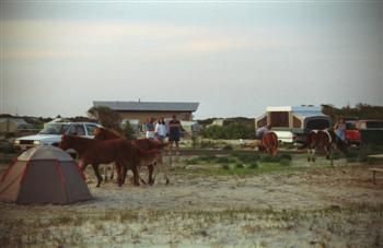 assateag12