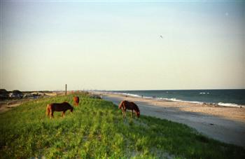 assateag19