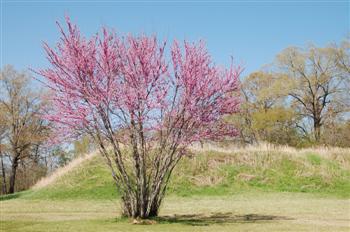 moundville10