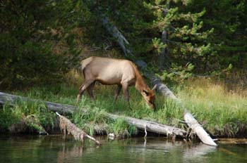 yellowstone049