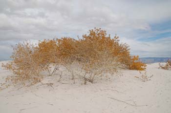 white sands23