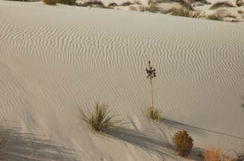 white sands34